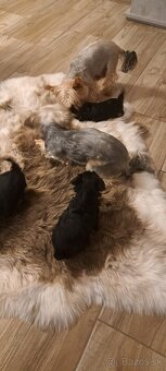 Yorkshirsky terier - 5