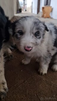 Steniatka border kolia - 5