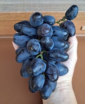 Predam sadenice vinica - 5