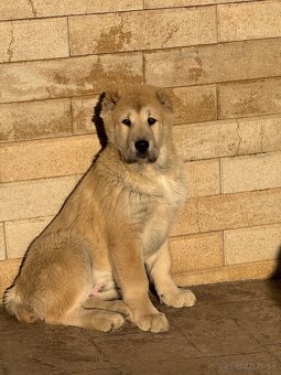 Stredoázijský ovčiak SAO - 5