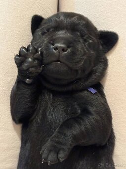 Labrador retriever - 5