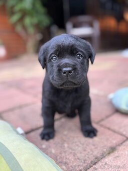 Labrador retriever - 5