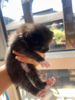 Krásne ňuňu Poloperske maciatka odber až o dva týždne - 5