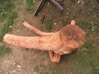 samorast koreňový - 5