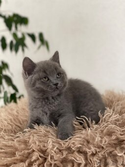 Britské mačiatka - 5