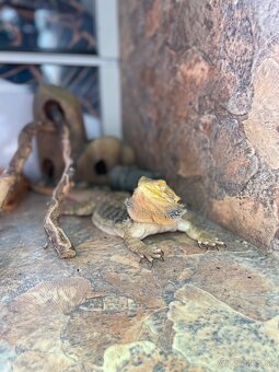 Terárium pre Agamy,Chameleóny - 5