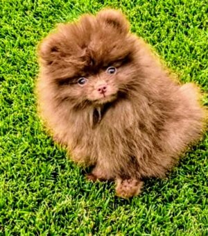 Šteniatka pomeranian špica čokoládové - 5