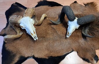 Trofeje, baran a cap - 5