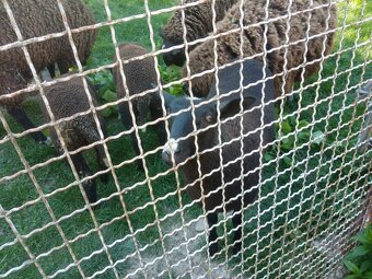 Predám ovce ZWARTBLES - 5