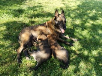 Belgický ovčiak Malinois / Nemecký ovčiak - 5
