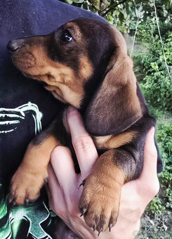 Jazvečík štandard šteniatko - 5