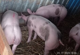 30-35kg odčervcata - 5