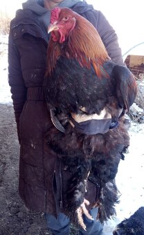 Brahmanky jarabičie NV - 5