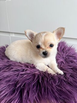 Predám šteniatka čivavy bez PP - 5