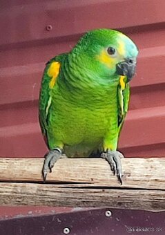 Amazoňan modročelý - 5