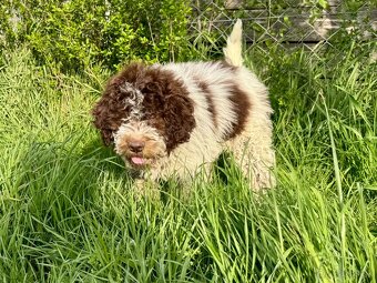 Lagotto romagnolo s PP - 5