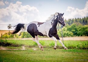 luxusní PAINT HORSE PLEMENÍK, DOUBLE HOMOZYGOT, import - 5
