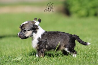 čínský chocholatý pes - powderpuff female - 5