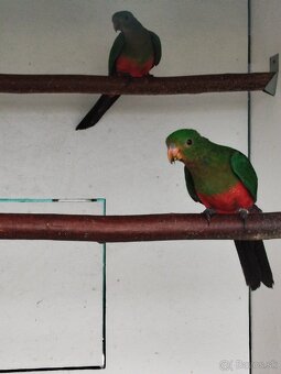 Papagáj kráľovský - 5