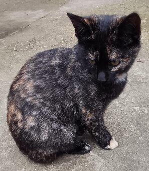 Darujem mačiatka - 5