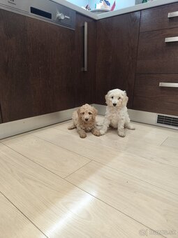 Pudl,pudlík,pudel Stredný - 5