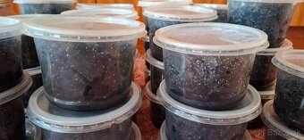 Chvostoskoky / springtails - 5