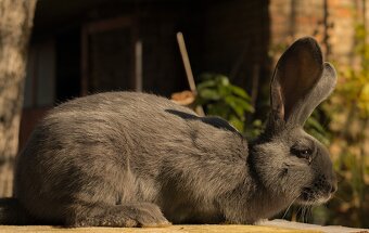 Nemecký obrovitý strakáč - 5