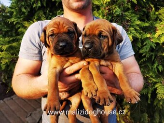 Tosa inu štěnata - přijímáme rezervace - 5