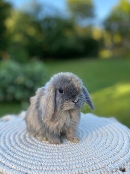Mini Lop s VP - 5