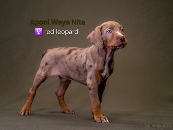 Louisiansky leopardí pes – šteniatka s PP - 5