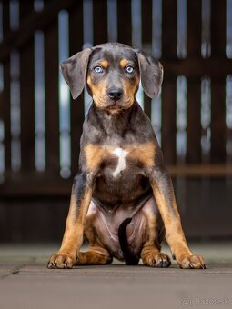 Louisiansky leopardí pes – šteniatka s PP - 5