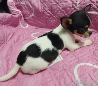 Šteniatka čivavy a jazvečíka s rodokmeňom na adopciu - 5