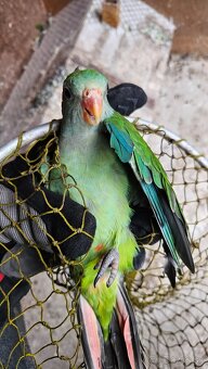 Baraband, papagaj nadherný - 5