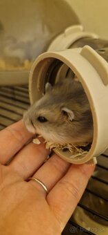 Škrečky džungarské - 5