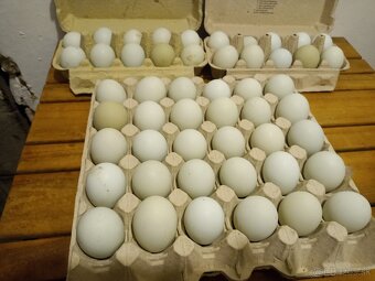 Kuriatka greenschel a dominant - 5