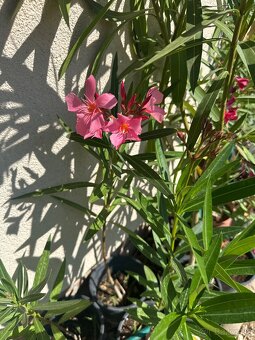 Oleander rôzne farby - 5