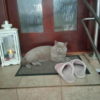 Britské mačiatka, Britská modrá - 5