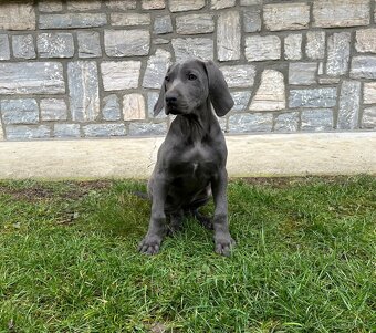 Weimarský stavač šteniatka - 5