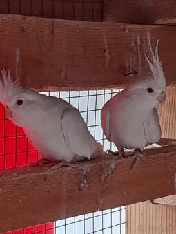 Predám biele korely - 5