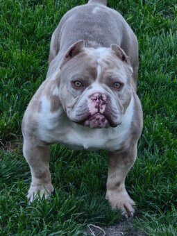 American Bully micro exotic s Pp - 5