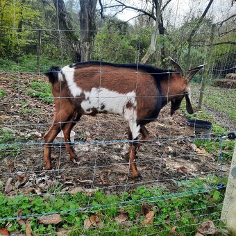 100% Anglonubijsky cap - 5