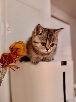 Skotska klapoucha macka s PP, scottish straight s PP - 5