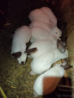 Zajace  predaj - 5