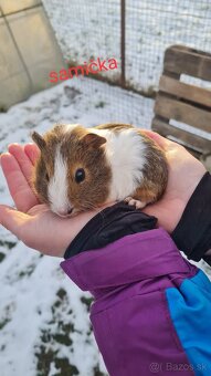 Morské prasiatko - 5