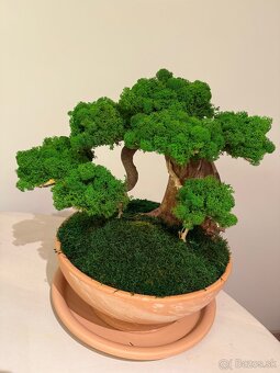 Bonsaj - 5