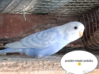 Predám mladé andulky - 5
