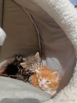 Maine coon - 5