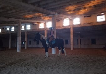 Boxové ustajnenie - 5