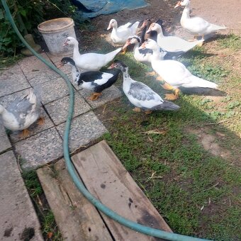 Predám činske kačice 6 mesačné. - 5