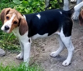 Beagle, bigel, bigl bez PP - 5
